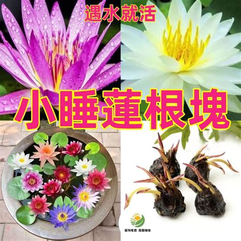 種蓮花風水